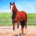 POSZEWKA 3D koń wybieg 40x40 cm