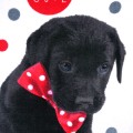 Ręcznik Piesek So Cute 30x50 cm