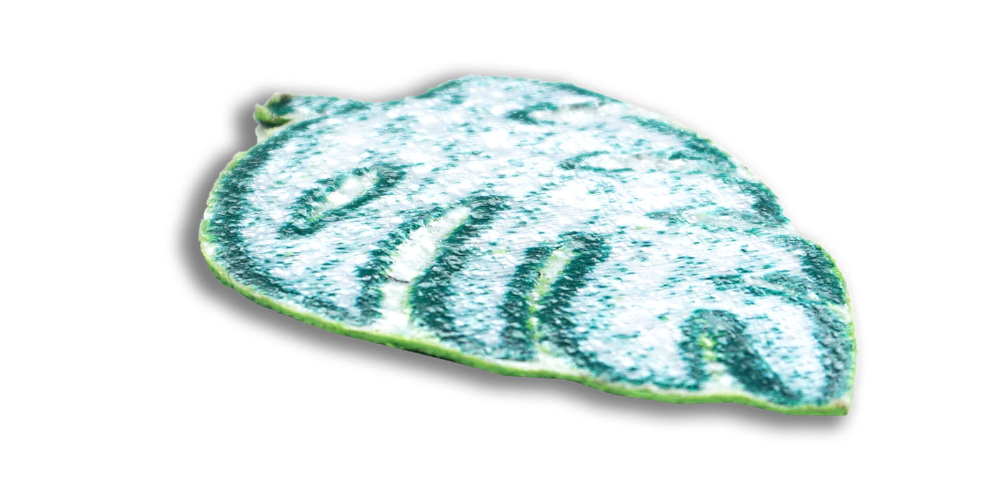 naszywka naprasowanka rośliny liść monstera monstery